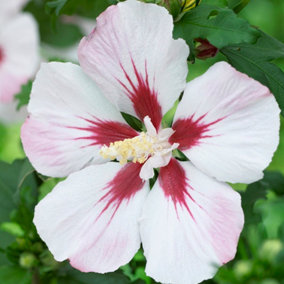 Hibiscus syriacus 'Hamabo' in a 3L Pot