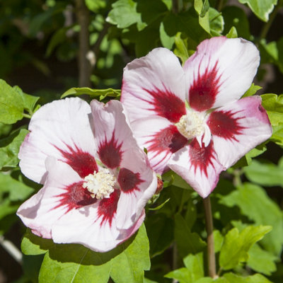 Hibiscus syriacus 'Hamabo' in a 3L Pot - 3