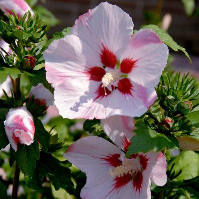 Hibiscus syriacus 'Hamabo' in a 3L Pot - 4