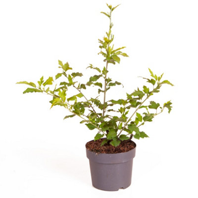 Hibiscus syriacus 'Hamabo' in a 3L Pot - 5