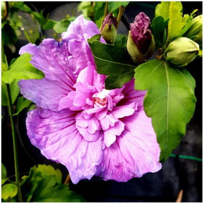 Hibiscus Syriacus Lavender Chiffon / Rose of Sharon in 9cm Pot, Double  Flowers