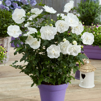 Hibiscus Syriacus White Chiffon 3L Shrub Plant