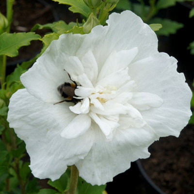 Hibiscus Syriacus White Chiffon 3L Shrub Plant