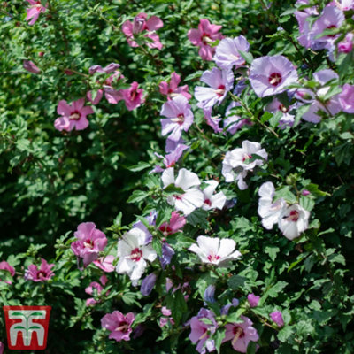 Hibiscus Tricolour 21cm Potted Plant x 2