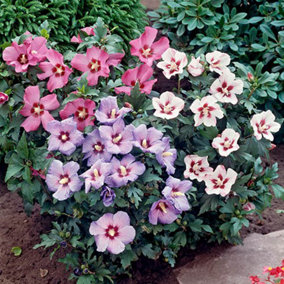 Hibiscus Tricolour in a 3L Pot