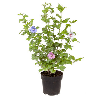 Hibiscus Tricolour in a 3L Pot - 4