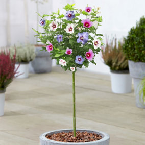 Hibiscus Tricolour Patio Tree - Stunning Variety, Ideal for UK Gardens, Compact Size (2-3ft)