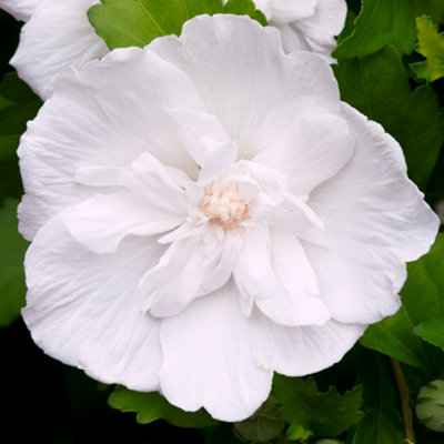 Hibiscus White Chiffon Garden Plant - Elegant White Blooms (15-30cm Height Including Pot)