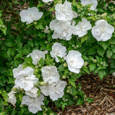Hibiscus 'White Chiffon' in a 9cm Pot - 3