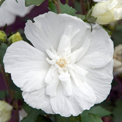 Hibiscus 'White Chiffon' in a 9cm Pot - 4