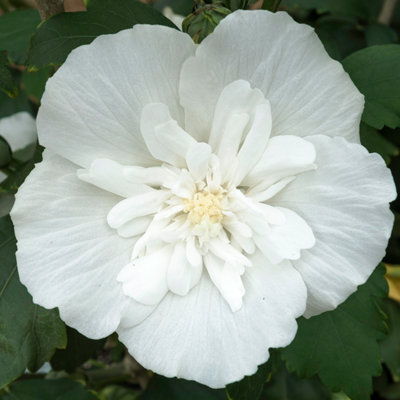 Hibiscus 'White Chiffon' in a 9cm Pot - 5