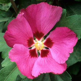 Hibiscus Woodbridge Garden Plant - Gorgeous Deep Pink Blooms (15-30cm Height Including Pot)
