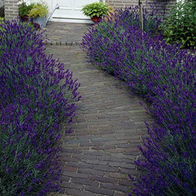 Hidcote Hedging Lavender Plants in 9cm Pots Ready to Plant Established Lavender (Pack of 10)