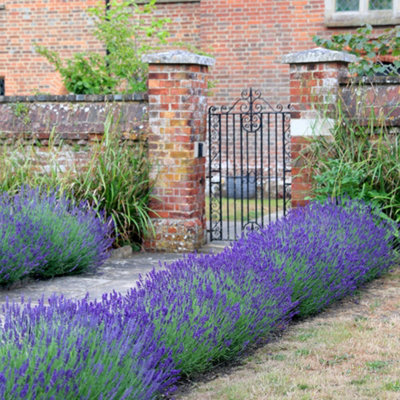 Hidcote Lavender Outdoor Shrub Plant Lavandula Angustifolia 2L Pot