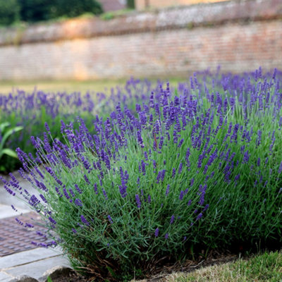 Hidcote Lavender Outdoor Shrub Plant Lavandula Angustifolia 2L Pot