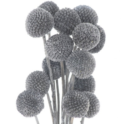Hill Interiors Billy Ball Dried Flower (Pack of 20) Grey (50cm)