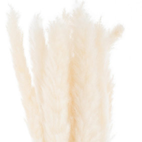 Hill Interiors Pampas Gr Dried Plant (Pack of 15) White (One Size)