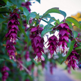 Himalayan Honeysuckle / Leycesteria formosa in 2L Pot, Red-Purple Bracts 3FATPIGS