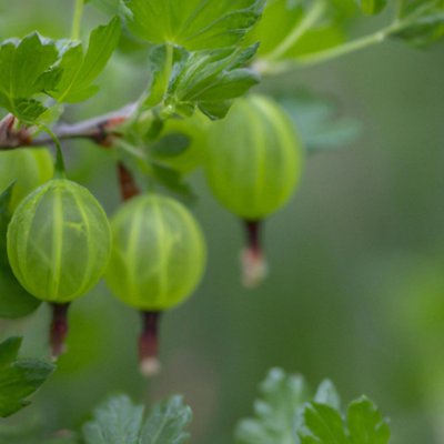 Hinnonmaki Green Gooseberry (Ribes uva-crispa) Tree - 5Ltr Potted