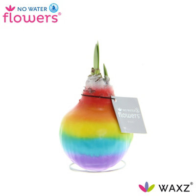 Hipp Waxz Rainbow, 998cm Pot Size, 15cm Tall, Waxplant