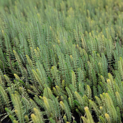 HIPPURIS VULGARIS (MARE'S TAIL) - 7CM PLUG - OXYGENATING MARGINAL ...