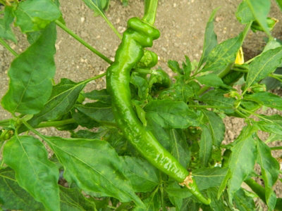 HJ6 Pulsar Space Chilli Seeds - 10 Fresh Seeds