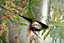 Holden Decor Jungle Animals Silver Tropical Smooth Wallpaper