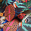 Holden Wonderland Exotic Tropical Birds Animals Rainforest Jungle Palm Wallpaper Plum Purple 91192