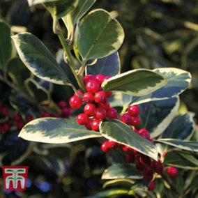 Holly Golden King 9cm Potted Plant x 1