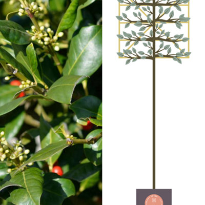 Holly Pleached Tree with Staking Kit - 200cm Stem and 10cm Girth