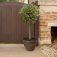 Holly Tree 'Ilex Meserveae Blue Maid' Standard Approx. 80cm in Height