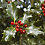 Holly Tree 'Ilex Meserveae Blue Maid' Standard Approx. 80cm in Height