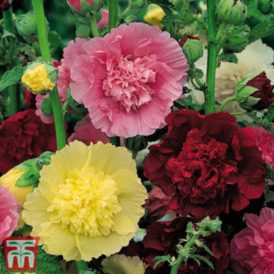 Hollyhock (Alcea) Chaters Double Mixed 3 Bare Roots