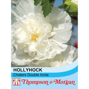 Hollyhock Chaters Double Icicle 1 Seed Packet (100 Seeds)