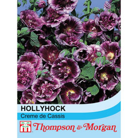 Hollyhock Creme De Cassis 1 Seed Packet (50 Seeds + 50% Extra Free)