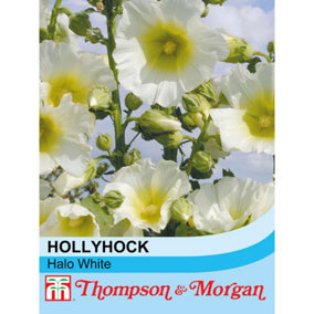 Hollyhock Halo White 1 Seed Packet (50 Seeds)
