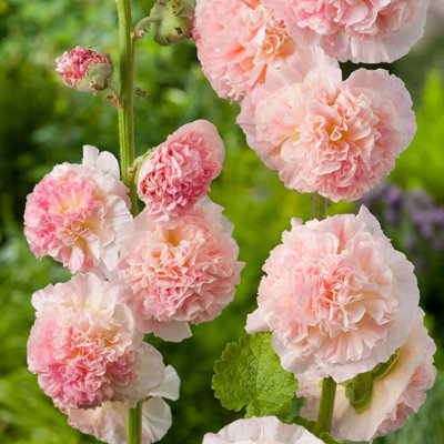 Hollyhock Plant 'Chaters Salmon-Pink' - Alcea Perennial in 13cm Pot