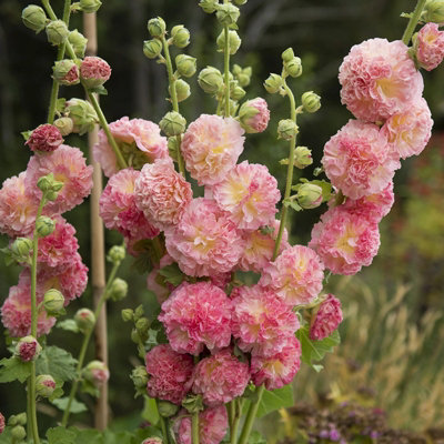 Hollyhock Plant 'Chaters Salmon-Pink' - Alcea Perennial in 13cm Pot - 3
