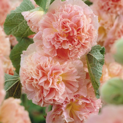 Hollyhock Plant 'Chaters Salmon-Pink' - Alcea Perennial in 13cm Pot - 4