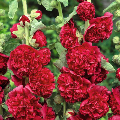 Hollyhock Plant 'Chaters Scarlet' - Alcea Perennial in 13cm Pot