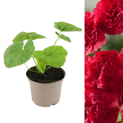 Hollyhock Plant 'Chaters Scarlet' - Alcea Perennial in 13cm Pot