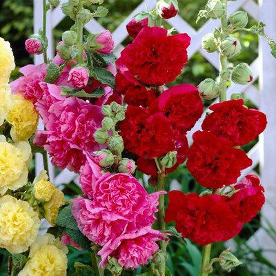 Hollyhock Plant 'Chaters Scarlet' - Alcea Perennial in 13cm Pot - 3