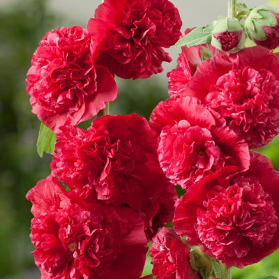 Hollyhock Plant 'Chaters Scarlet' - Alcea Perennial in 13cm Pot - 4