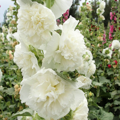 Hollyhock Plant 'Chaters White' - Alcea Perennial in 13cm Pot