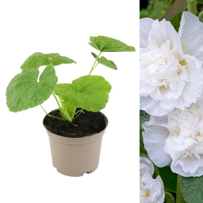 Hollyhock Plant 'Chaters White' - Alcea Perennial in 13cm Pot