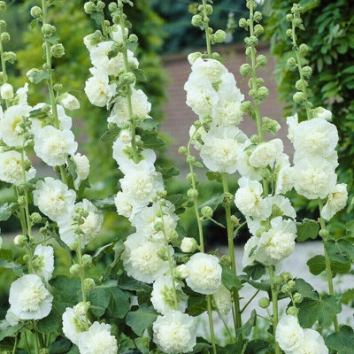Hollyhock Plant 'Chaters White' - Alcea Perennial in 13cm Pot - 3