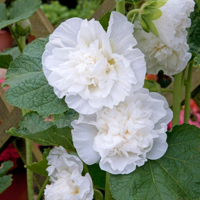 Hollyhock Plant 'Chaters White' - Alcea Perennial in 13cm Pot - 4