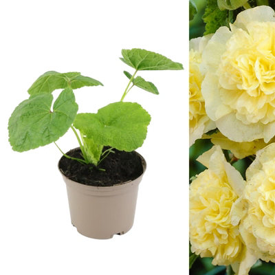 Hollyhock Plant 'Chaters Yellow' - Alcea Perennial in 13cm Pot