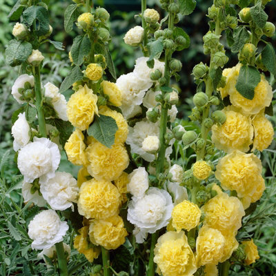 Hollyhock Plant 'Chaters Yellow' - Alcea Perennial in 13cm Pot - 3