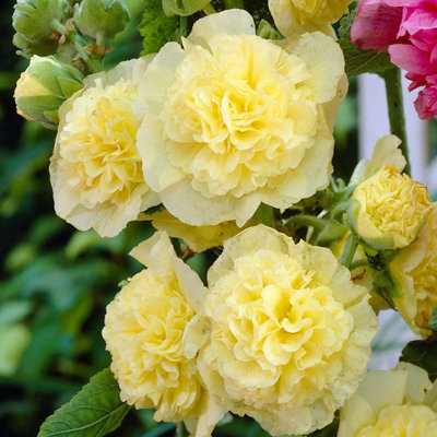 Hollyhock Plant 'Chaters Yellow' - Alcea Perennial in 13cm Pot - 4